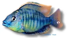 Näsets Ciklidhobby Steveni Tiger ciklid XL fenestratus