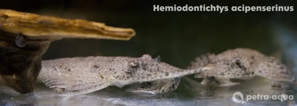 Hemiodontichthys acipenserinus sugmal 5–6 cm