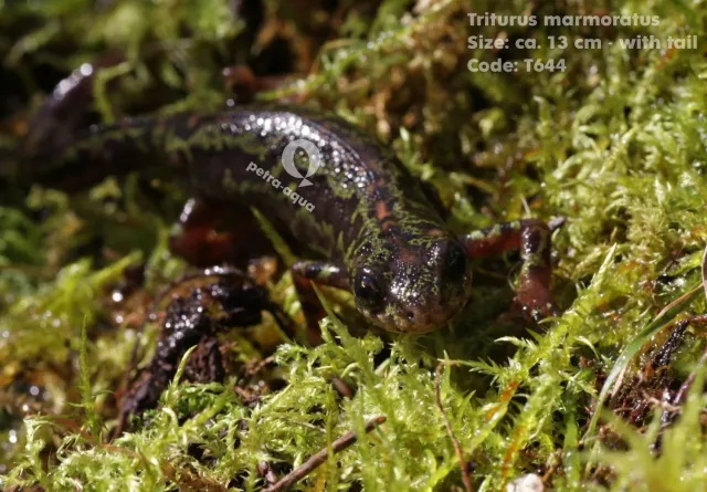 Näsets Ciklidhobby Triturus marmoratus vattensalamander 8–10 cm