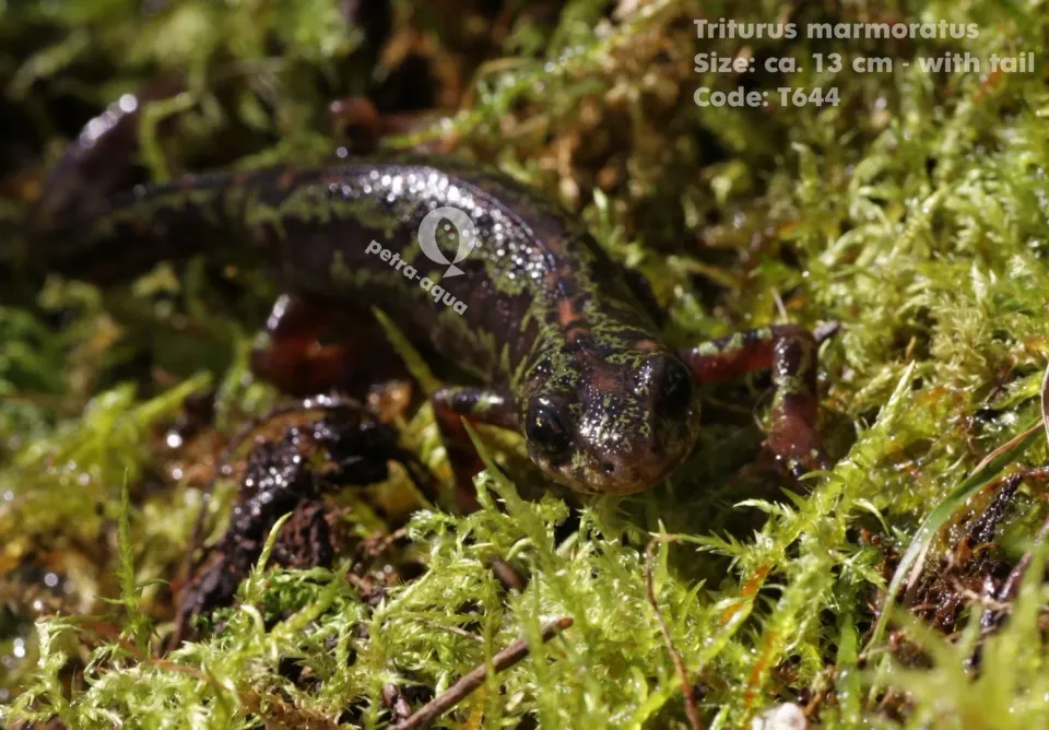 Näsets Ciklidhobby Triturus marmoratus vattensalamander 8–10 cm