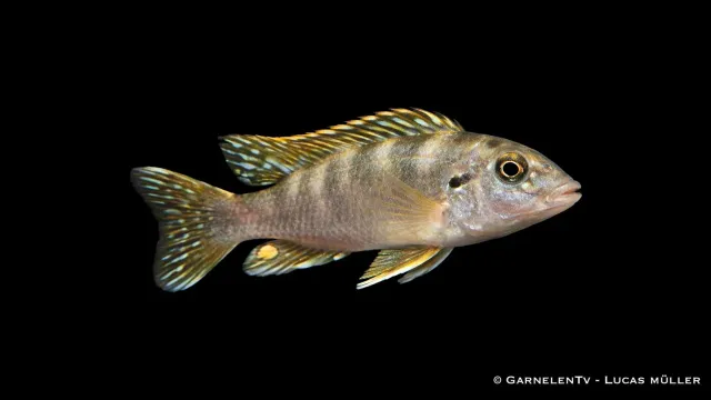 Garnelen TV Geophagus brasiliensis ciklid pärlglans