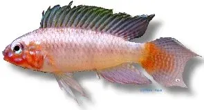 Näsets Apistogramma uaupesi urubaxi red dvärgciklid 3–4 cm