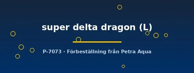 Betta super delta dragon kampfisk hane L