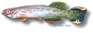 Näsets Ciklidhobby Scheel's Killie Aphyosemion scheeli killifisk 3-4 cm