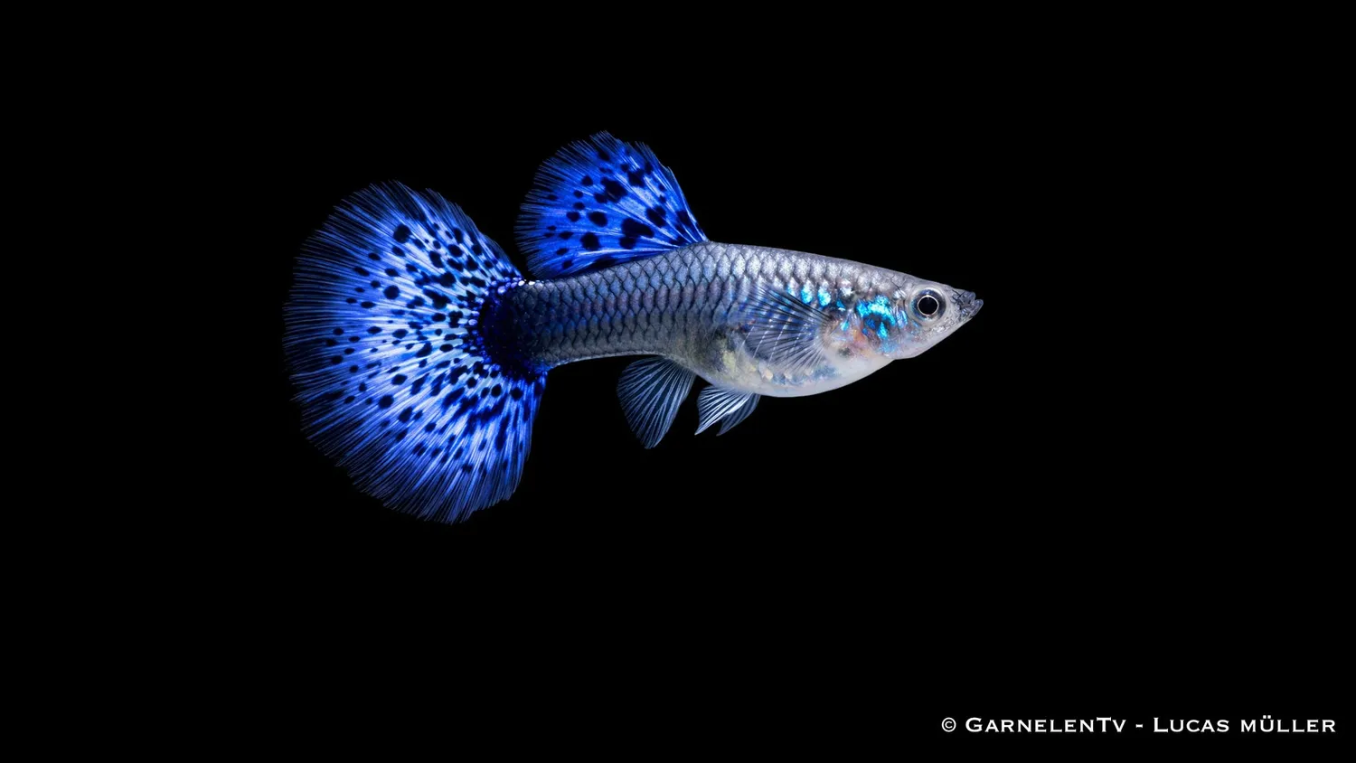 Garnelen TV Guppy Cobra Blue hona Poecilia reticulata