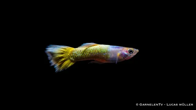 Garnelen TV Full Gold guppy hane 3–4 cm gul