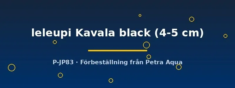 Näsets Neolamprologus leleupi Kavala ciklid 4–5 cm