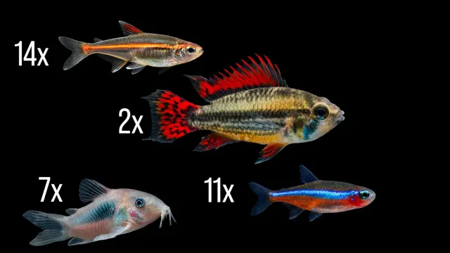 Amazonas fiskset 100 liter sällskapsakvarium