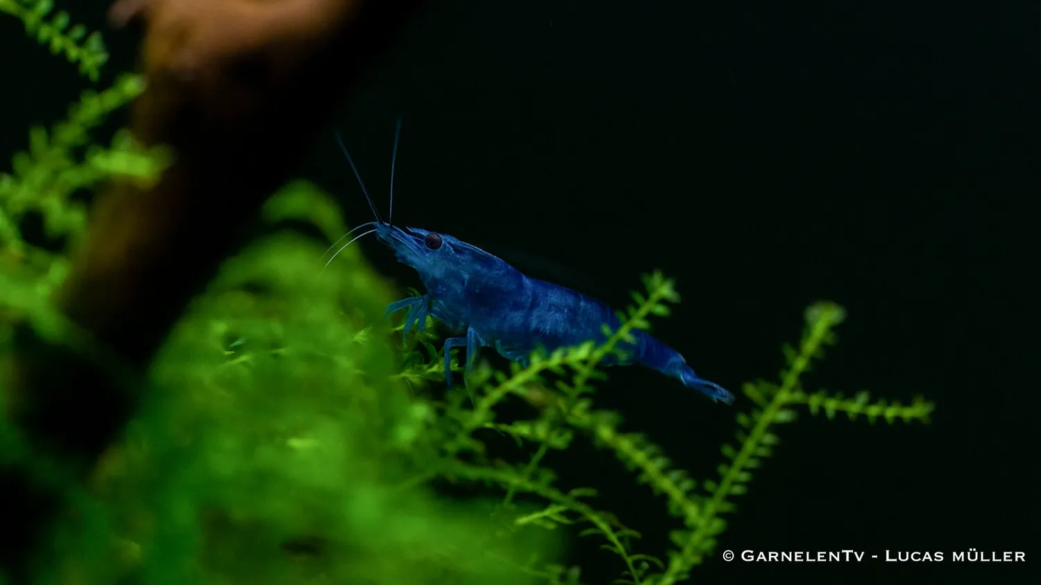 Garnelen TV Blue Dream dvärgräka blå Neocaridina davidi