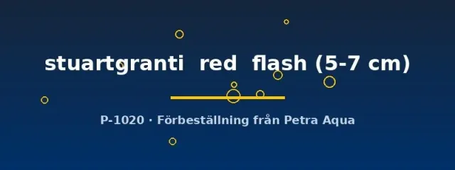 Aulonocara stuartgranti red flash malawiciklid 5–7 cm