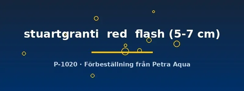 Aulonocara stuartgranti red flash malawiciklid 5–7 cm