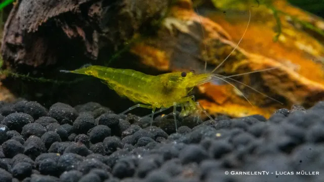 Garnelen TV Yellow King Kong Caridina räka gul