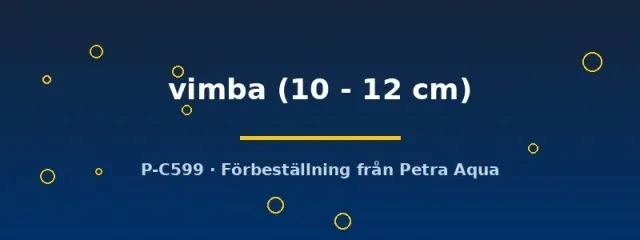 Näsets Ciklidhobby Vimba vimba kallvattensfisk 10–12 cm vimma