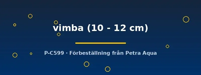 Näsets Ciklidhobby Vimba vimba kallvattensfisk 10–12 cm vimma