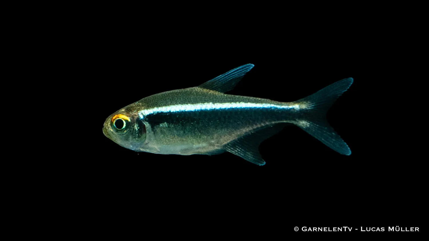 Garnelen TV Schwarzer Neon stimfisk Hyphessobrycon herbertaxelrodi
