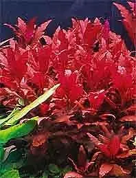 Näsets Ciklidhobby Splendida akvarieväxt kruka