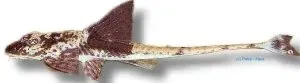 Näsets Ciklidhobby Rineloricaria similimis grenmal XL