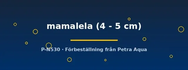 Aulonocara mamalela malawiciklid 4–5 cm påfågel