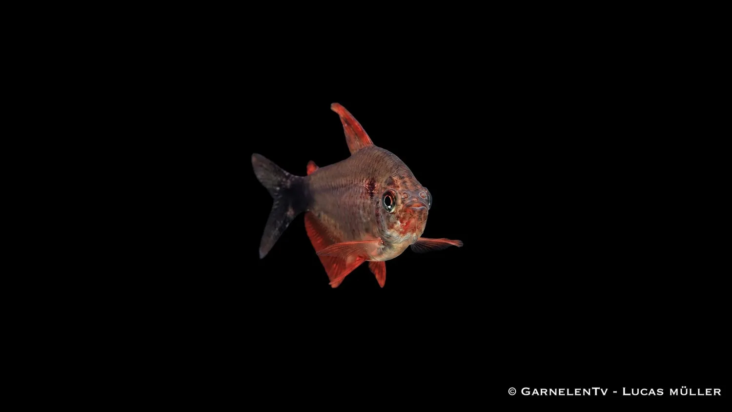 Garnelen TV Hyphessobrycon peugeotorum stimtetra 2-3cm