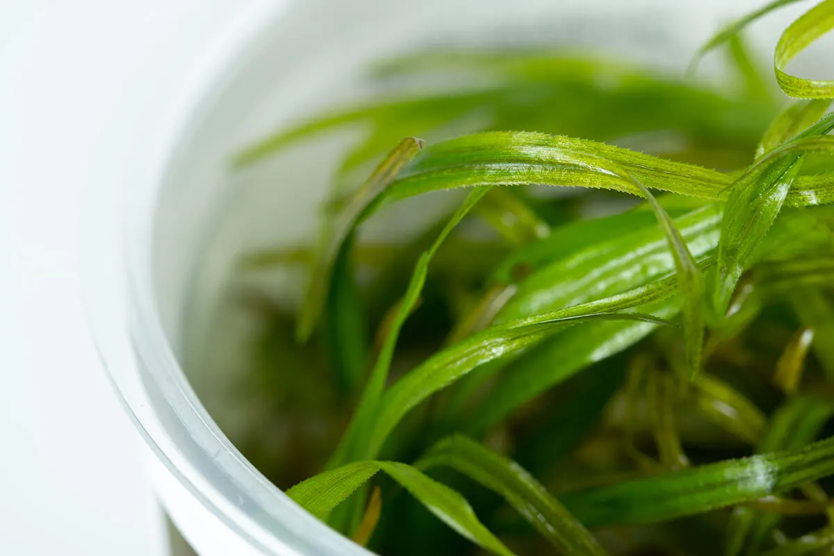 Akvarievalvet Blyxa japonica akvarieväxt tuva