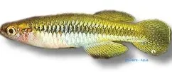 Näsets Ciklidhobby Killifish Pumilus Lake 3–5 cm