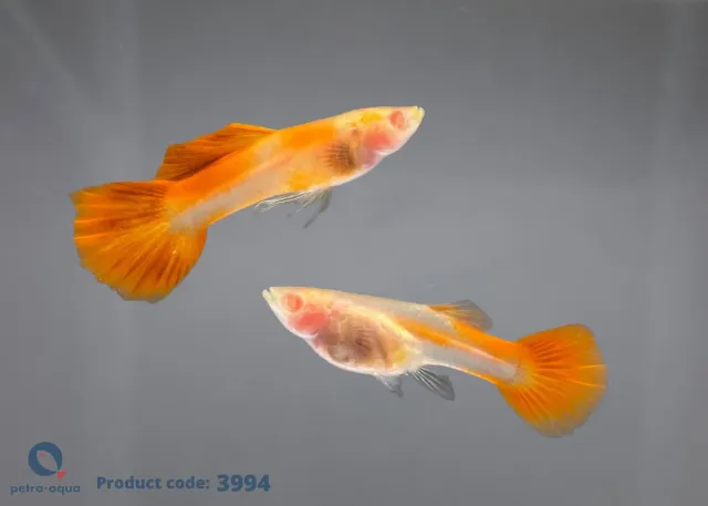 Näsets Ciklidhobby Guppy albino red glass belly par 2–3 cm