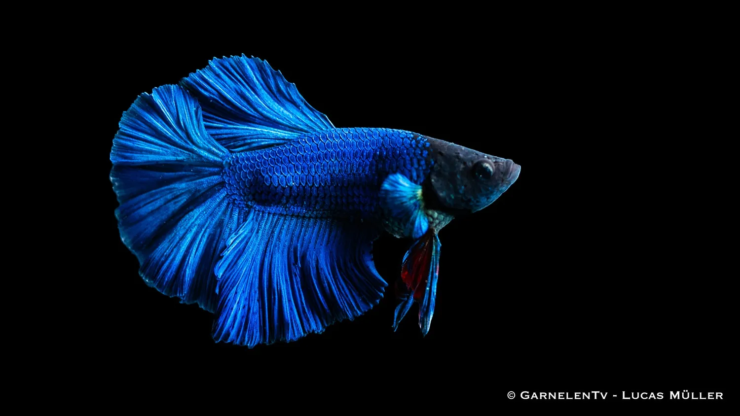Garnelen TV Halfmoon kampfisk hane Betta splendens