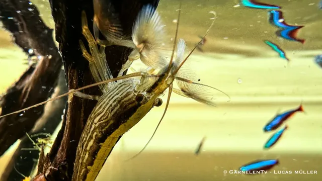 Garnelen TV Atyopsis moluccensis fläkträka levande