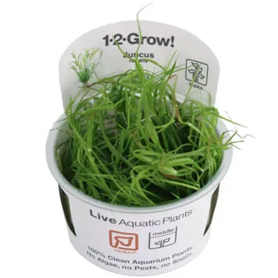 Akvarievalvet Juncus repens akvarieväxt kruka gräslik