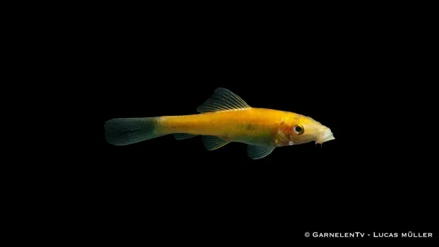 Garnelen TV Saugschmerle Gold sugmal Gyrinocheilus aymonieri guld