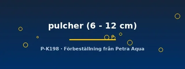 Näsets Ciklidhobby L052 Peckoltia pulcher mal 6–12 cm