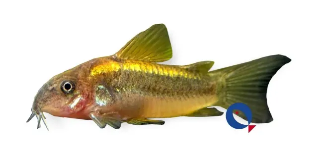 Näsets Ciklidhobby Corydoras gold laser CW010 pansarmal 2cm