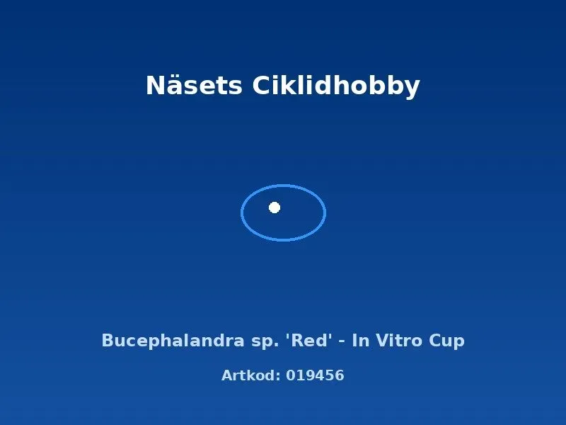 Näsets Ciklidhobby Bucephalandra Red akvarieväxt in vitro