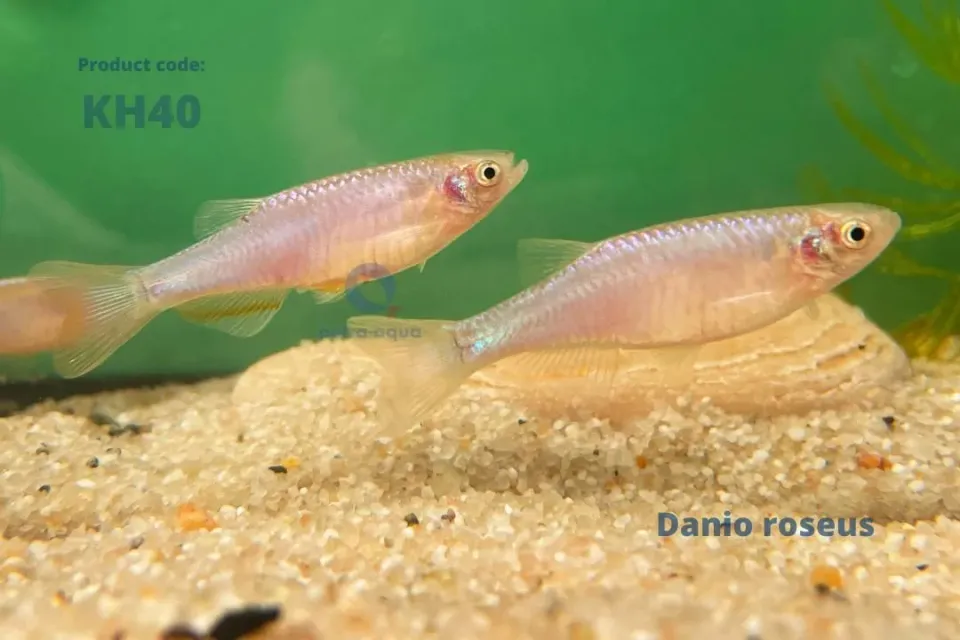 Näsets Ciklidhobby Danio rosea stimfisk 3,5–5 cm livlig