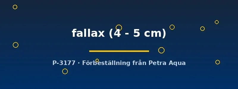 Näsets Ciklidhobby Fundulopanchax fallax killifisk 4–5 cm