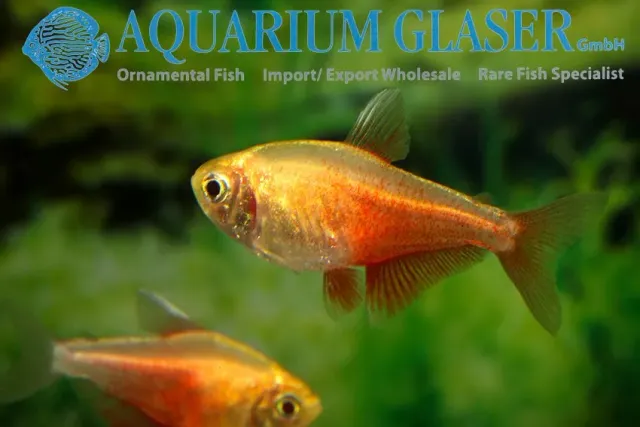 Näsets Hyphessobrycon flammeus GOLD tetra md guld