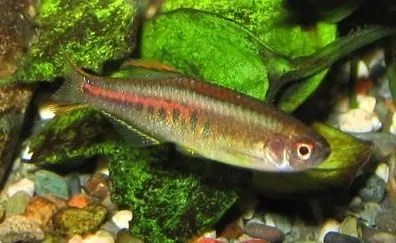 Näsets Danio choprai akvariefisk 2–3 cm glowlight