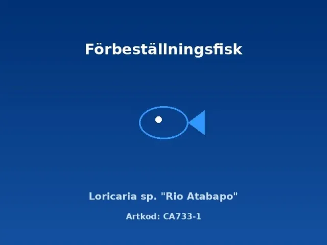 Näsets Ciklidhobby Loricaria Rio Atabapo mal 4–5 cm