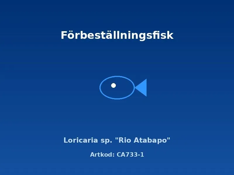 Näsets Ciklidhobby Loricaria Rio Atabapo mal 4–5 cm