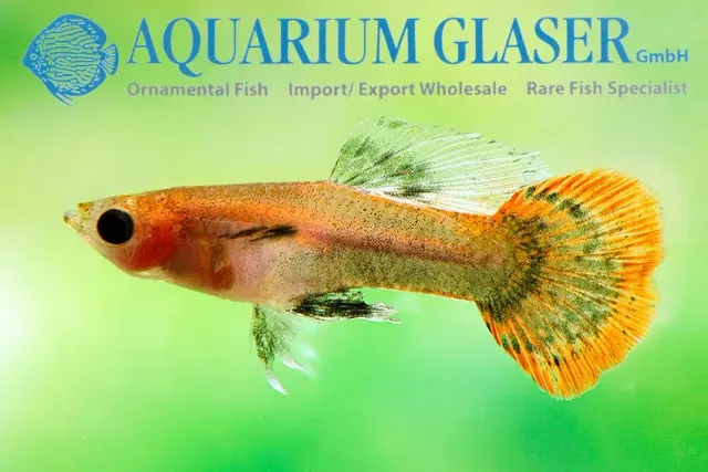 Näsets Ciklidhobby Guppy Red Cap females guppyhona md röd
