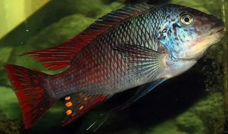 Petrochromis Longola Red Fin ciklid 5–6 cm