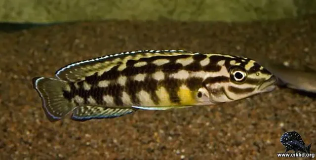 Julidochromis marlieri 3–4 cm ciklid Tanganyika