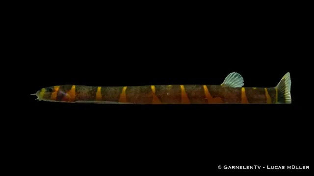 Garnelen TV Dornauge bandad bottenfisk Pangio kuhli grupp