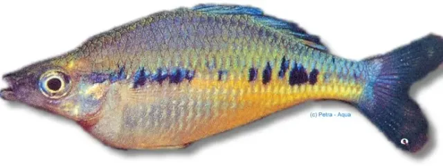 Glossolepis maculosus spotted regnbågsfisk 3–4 cm