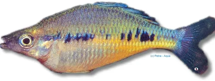 Glossolepis maculosus spotted regnbågsfisk 3–4 cm