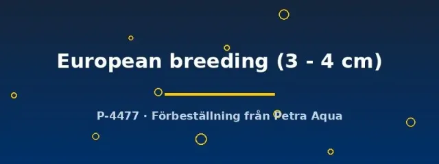 Näsets Ciklidhobby Botia lohachata praktbotia 3–4 cm europeisk odling