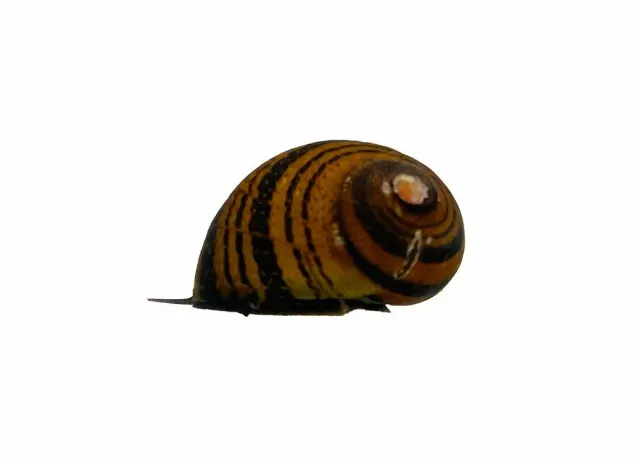 Neritina sp. ring snäcka 2 cm algätare