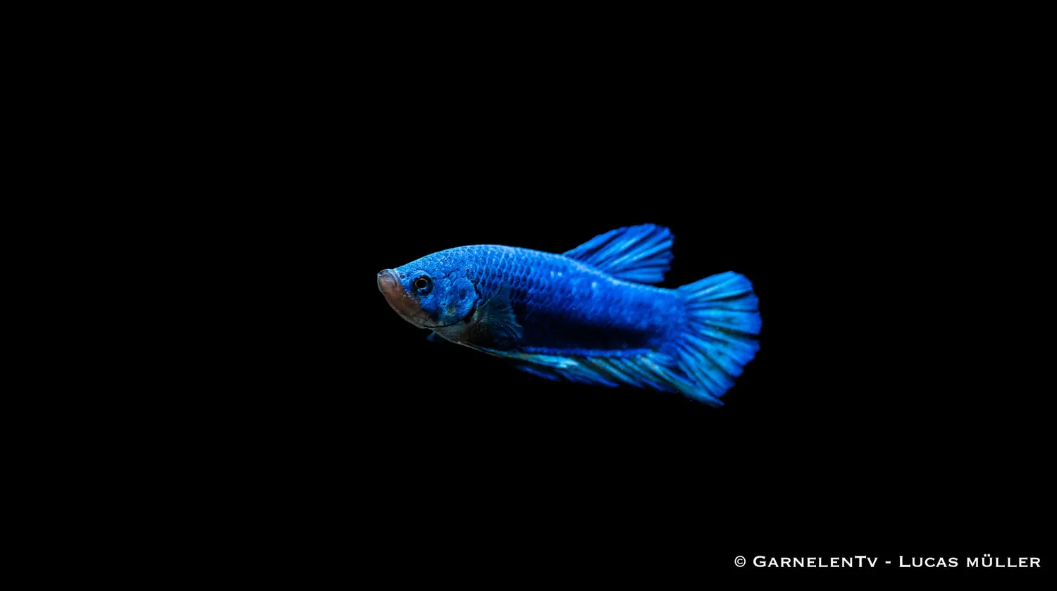 Garnelen TV Betta splendens Plakat kampfisk hane kortfenad