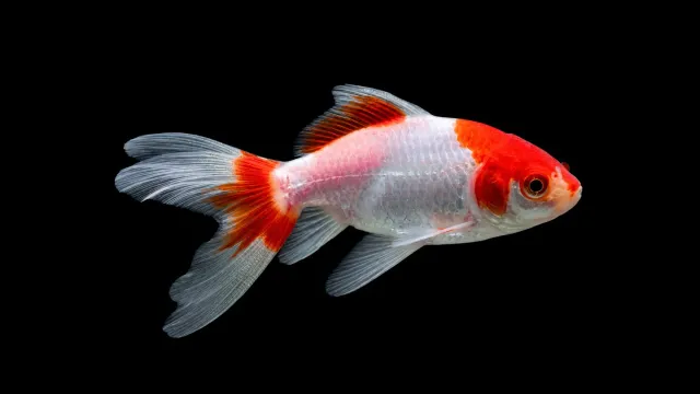 Garnelen TV Wakin guldfisk 7-9 cm dubbelsvans kallvatten