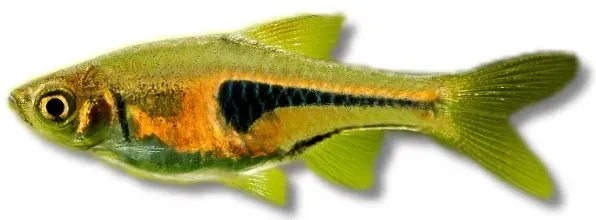 Näsets Ciklidhobby Rasbora espei Glowlight rasbora 2-2,5cm